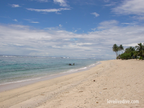 うちの子におなり
